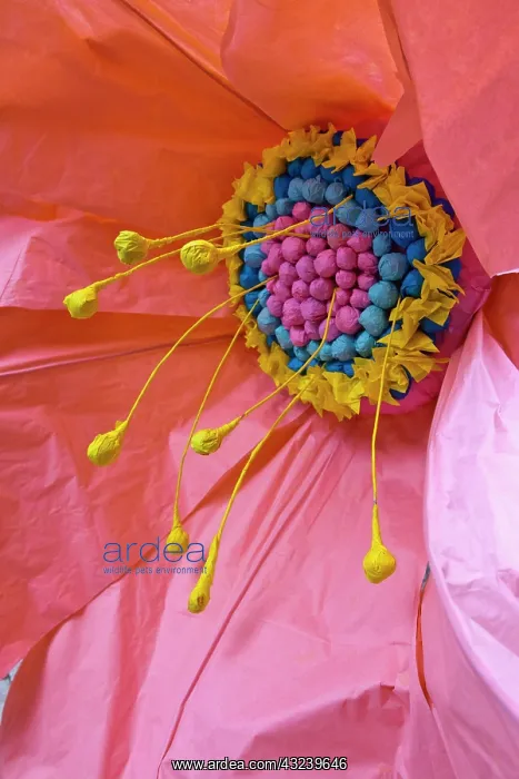 : Portugal, Tomar. Close-up of paper flowers : Portugal, Tomar. Close-up of paper flowers