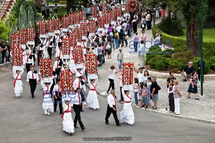 : Portugal, Tomar. The girls carry tabuleiros : Portugal, Tomar. The girls carry tabuleiros