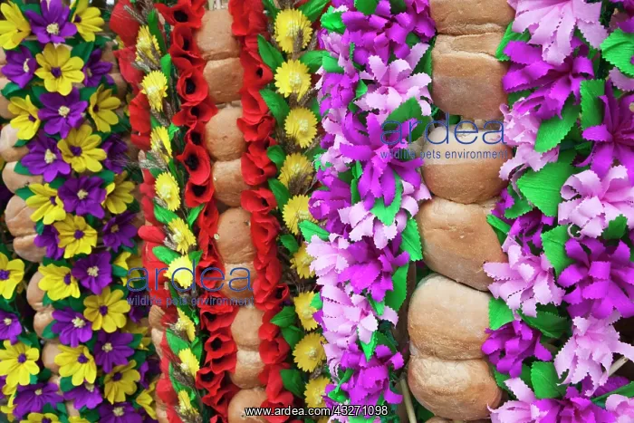 : Portugal, Tomar. The girls carry tabuleiros : Portugal, Tomar. The girls carry tabuleiros