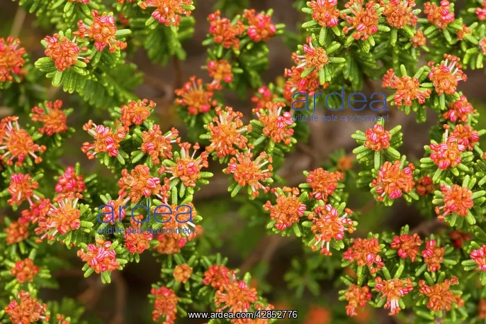 : Portuguese Crowberry / Camarina - in flower on dunes : Portuguese Crowberry / Camarina - in flower on dunes
