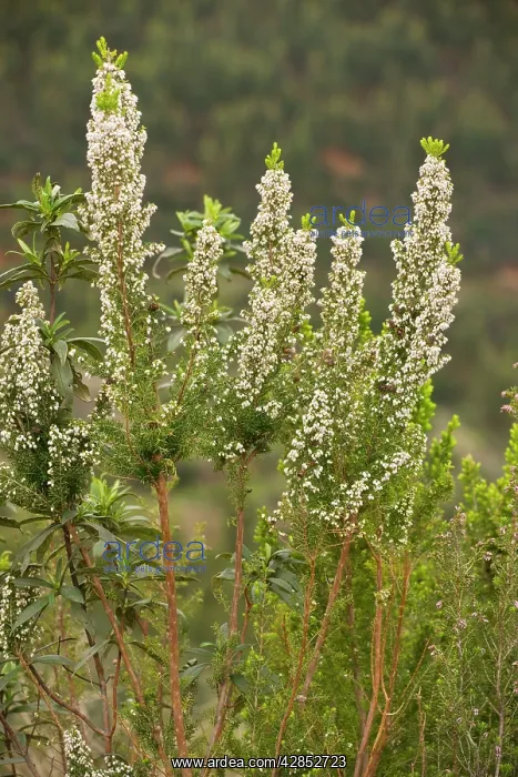 : Portuguese Heath : Portuguese Heath