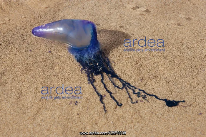 : Portuguese Man O war / Bluebottle jellifish : Portuguese Man O war / Bluebottle jellifish