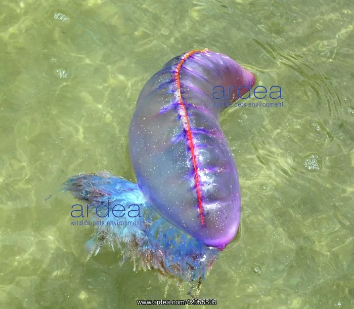  : Portuguese Man o War - floating at sea