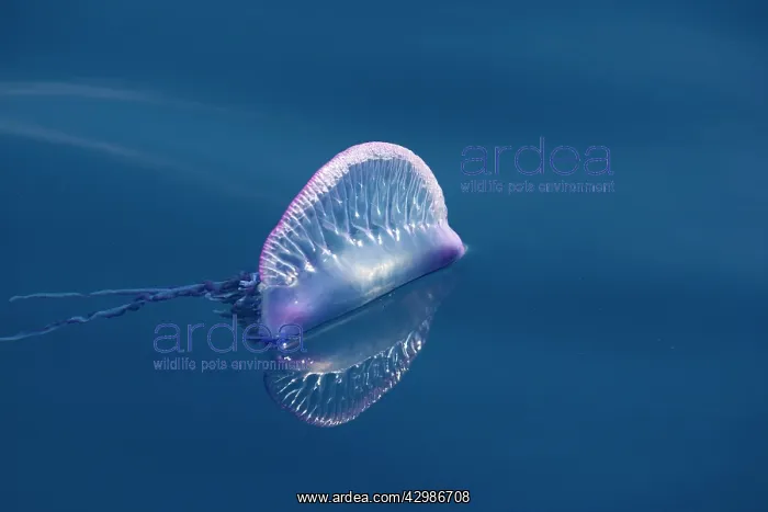 : Portuguese Man-o'-War Jellyfish : Portuguese Man-o'-War Jellyfish