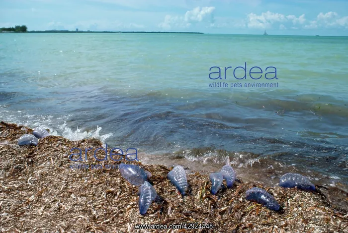 : Portuguese Man-o'-War / Man-of-War Jellyfish - : Portuguese Man-o'-War / Man-of-War Jellyfish -