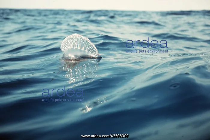 : Portuguese Man-o'-War / Man-of-War JELLYFISH / : Portuguese Man-o'-War / Man-of-War JELLYFISH /