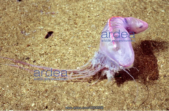 : Portuguese Man-o'-War / Man-of-War JELLYFISH / Bluebottle : Portuguese Man-o'-War / Man-of-War JELLYFISH / Bluebottle