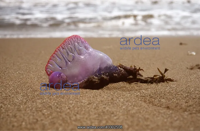 : Portuguese Man-o'-War / Man-of-War JELLYFISH / Bluebottle : Portuguese Man-o'-War / Man-of-War JELLYFISH / Bluebottle