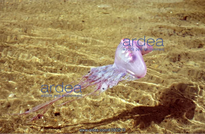: Portuguese Man-o'-War / Man-of-War JELLYFISH / Bluebottle : Portuguese Man-o'-War / Man-of-War JELLYFISH / Bluebottle