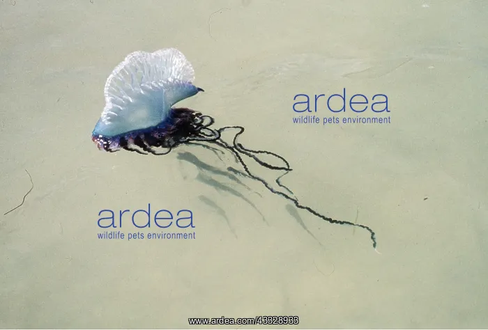 : Portuguese Man-o'-War / Man-of-War JELLYFISH / Bluebottle : Portuguese Man-o'-War / Man-of-War JELLYFISH / Bluebottle