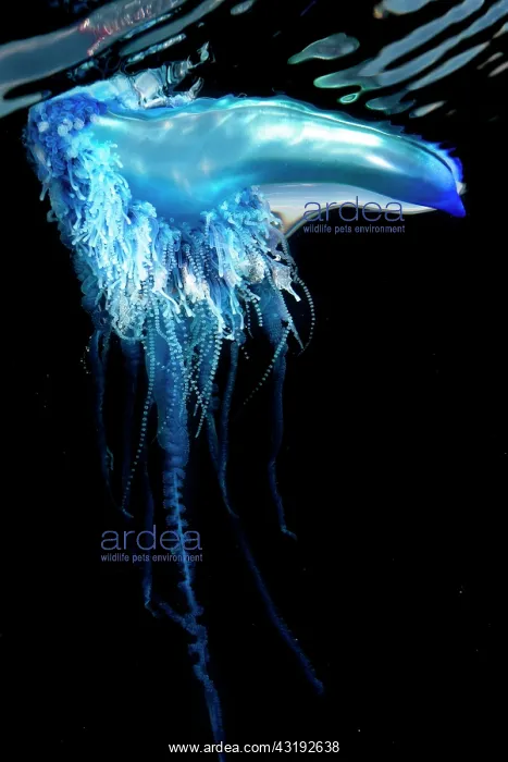 : Portuguese man o war (Physalia physalis). It is : Portuguese man o war (Physalia physalis). It is