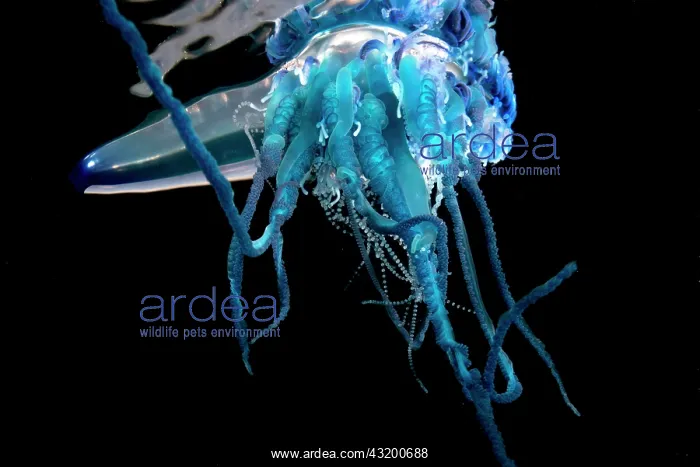 : Portuguese man o war (Physalia physalis). It is : Portuguese man o war (Physalia physalis). It is