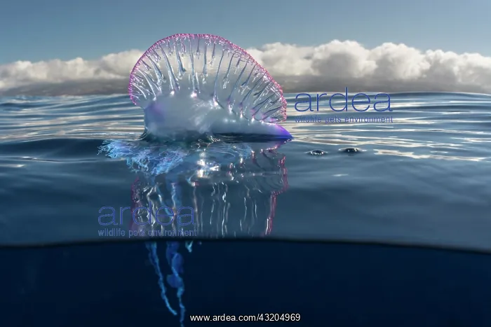 : Portuguese man o war (Physalia physalis). It is : Portuguese man o war (Physalia physalis). It is