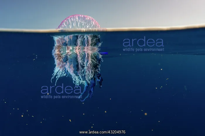 : Portuguese man o war (Physalia physalis). It is : Portuguese man o war (Physalia physalis). It is