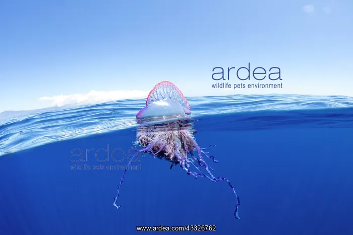 : The Portuguese man o war (Physalia physalis), a : The Portuguese man o war (Physalia physalis), a