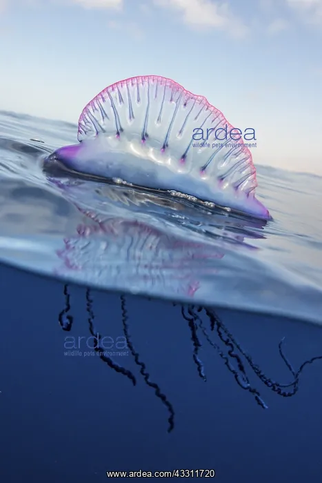  : Portuguese man o war (Physalia physalis), Tenerife