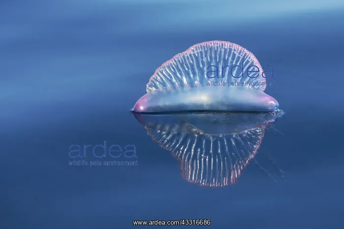 : Portuguese man o war (Physalia physalis), Tenerife : Portuguese man o war (Physalia physalis), Tenerife