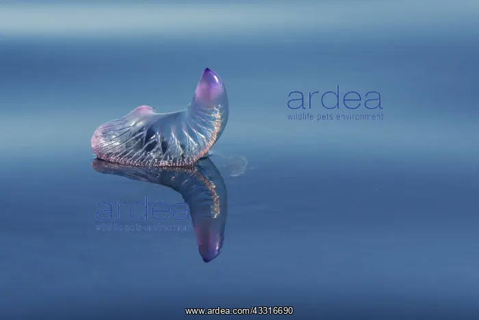 : Portuguese man o war (Physalia physalis), Tenerife : Portuguese man o war (Physalia physalis), Tenerife