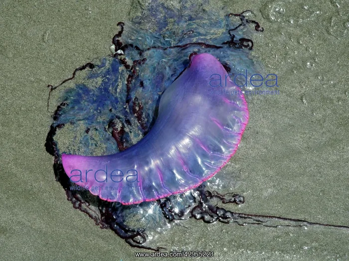  : Portuguese Man o War - washed ashore on the beach