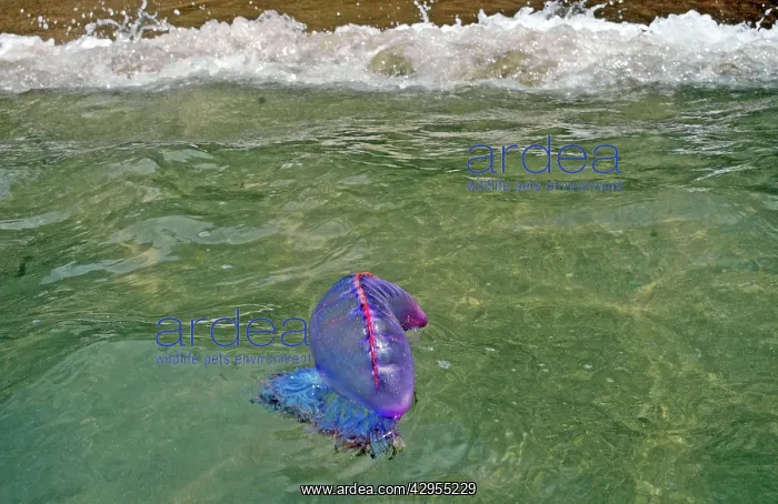 : Portuguese Man o War - being washed ashore on the beach : Portuguese Man o War - being washed ashore on the beach
