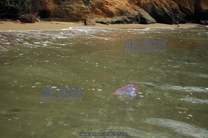 : Portuguese Man o War - being washed ashore on the beach : Portuguese Man o War - being washed ashore on the beach