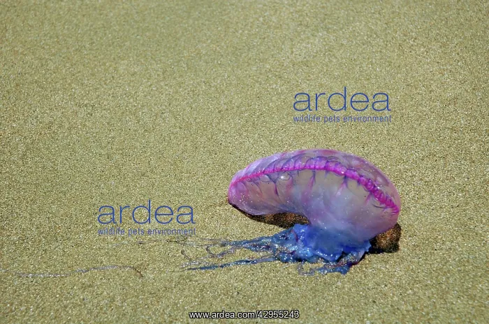  : Portuguese Man o War - washed ashore on the beach