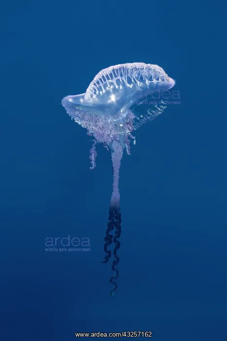 : Portuguese Man O'war (Physalia physalis), Azores : Portuguese Man O'war (Physalia physalis), Azores