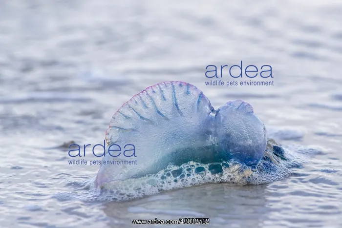 : Portuguese Man of War - Isles of Scilly - UK : Portuguese Man of War - Isles of Scilly - UK