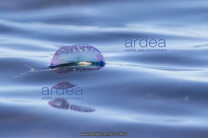 : Portuguese Man of War - Isles of Scilly - UK : Portuguese Man of War - Isles of Scilly - UK