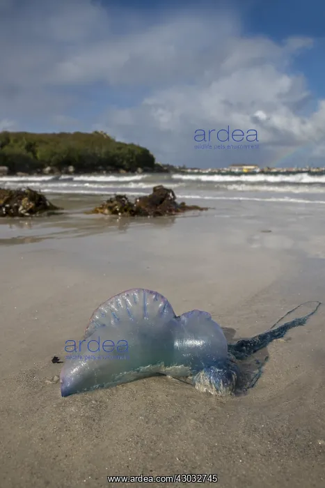 : Portuguese Man of War - St Mary's - Isles of Scilly - UK : Portuguese Man of War - St Mary's - Isles of Scilly - UK