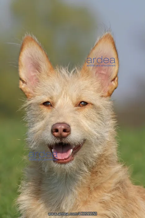 : Portuguese Podengo, portrait Podengo Portugues : Portuguese Podengo, portrait Podengo Portugues