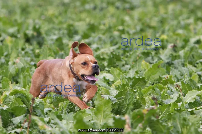 : Portuguese pointing dog running in a field of beets France : Portuguese pointing dog running in a field of beets France