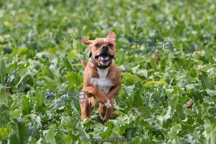 : Portuguese pointing dog running in a field of beets France : Portuguese pointing dog running in a field of beets France
