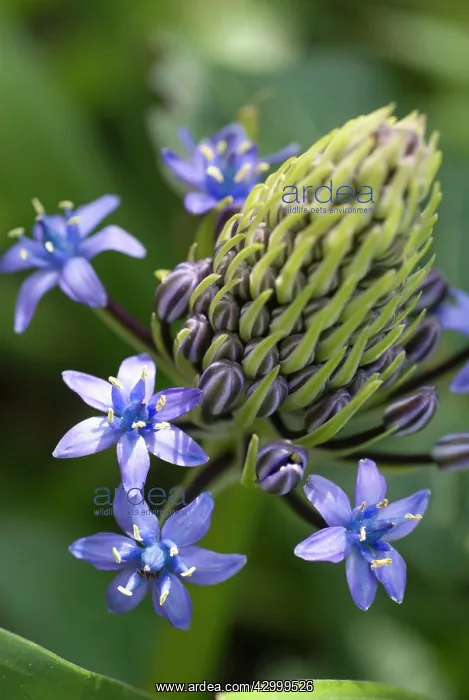 : Portuguese squill : Portuguese squill