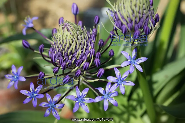 : Portuguese squill, Scilla Peruviana subsp, Hughii : Portuguese squill, Scilla Peruviana subsp, Hughii