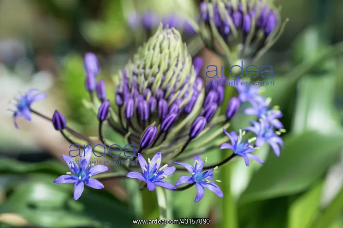 : Portuguese squill, Scilla Peruviana subsp, Hughii : Portuguese squill, Scilla Peruviana subsp, Hughii