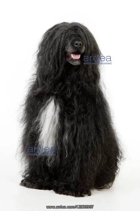: Portuguese Water Dog : Portuguese Water Dog