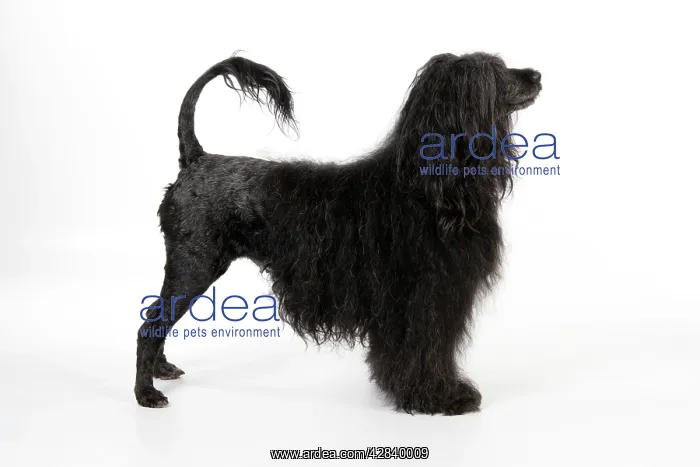 : Portuguese Water Dog : Portuguese Water Dog