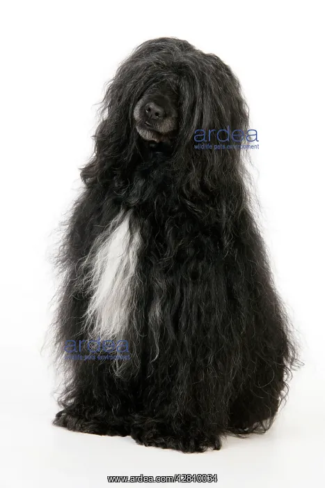 : Portuguese Water Dog : Portuguese Water Dog