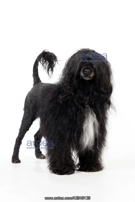 : Portuguese Water Dog : Portuguese Water Dog