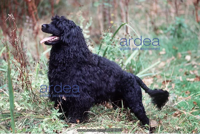 : PORTUGUESE WATER DOG - in grass : PORTUGUESE WATER DOG - in grass