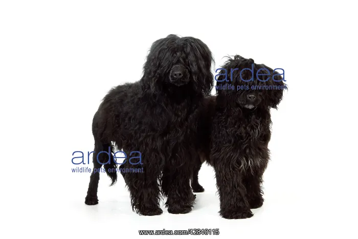  : Portuguese Water Dog - with puppy (9 months old