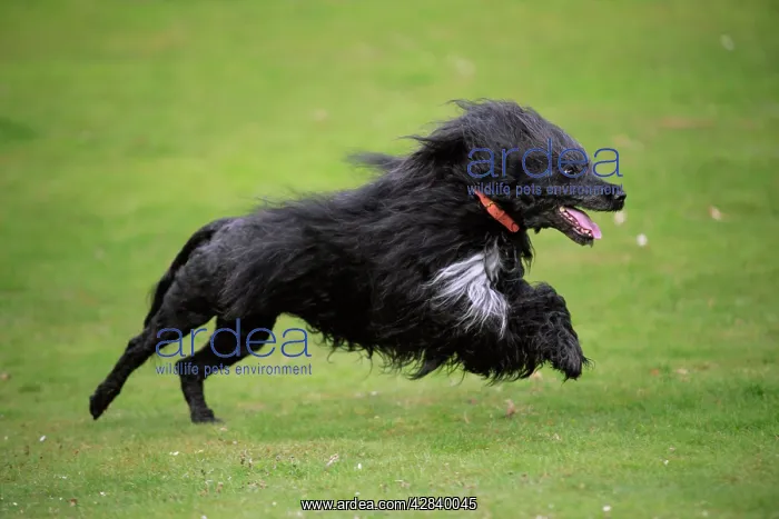 : Portuguese Water Dog - running : Portuguese Water Dog - running