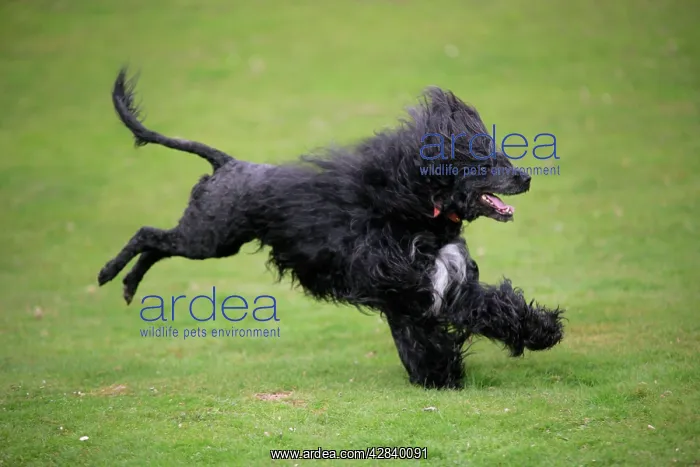 : Portuguese Water Dog - running : Portuguese Water Dog - running