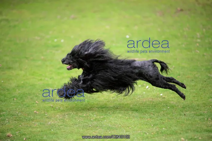 : Portuguese Water Dog - running : Portuguese Water Dog - running