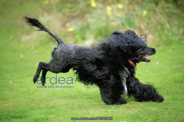 : Portuguese Water Dog - running : Portuguese Water Dog - running