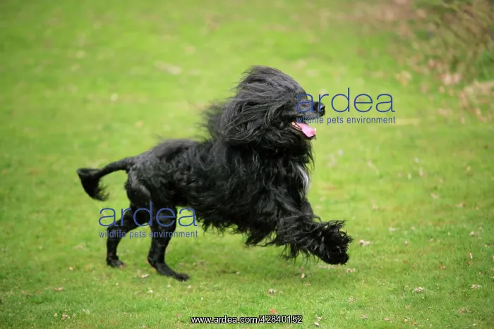 : Portuguese Water Dog - running : Portuguese Water Dog - running