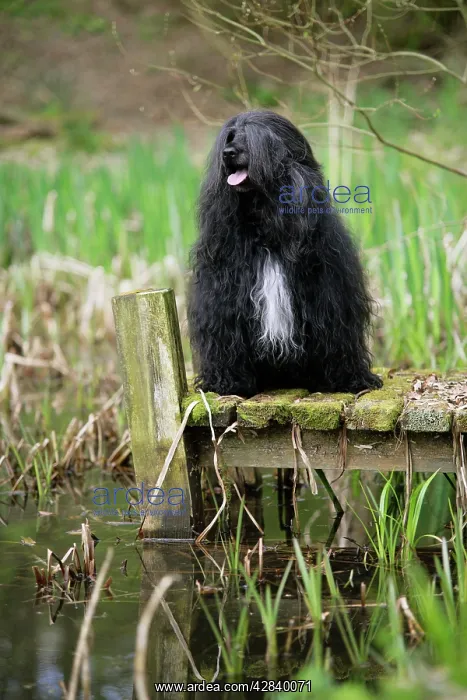 : Portuguese Water Dog - sitting by water : Portuguese Water Dog - sitting by water