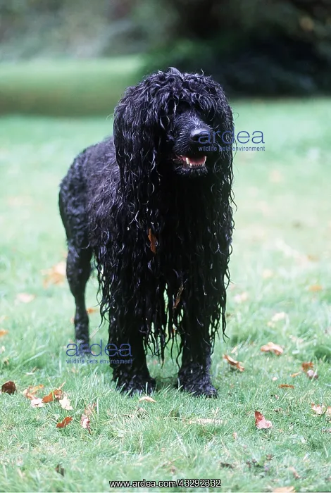: PORTUGUESE WATER DOG - wet : PORTUGUESE WATER DOG - wet