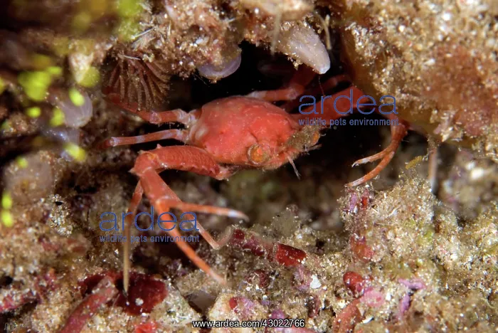 : Portunid Crab with extended claw by hole : Portunid Crab with extended claw by hole